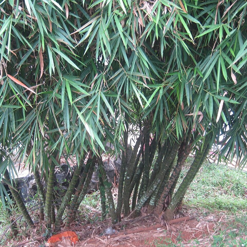 Bamboo