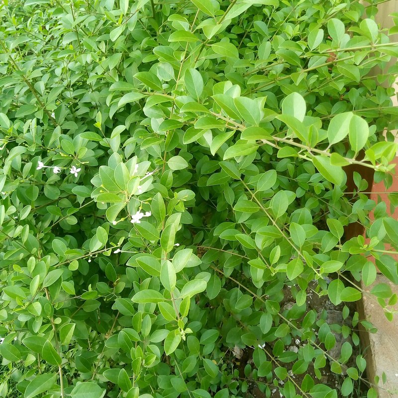 Show Plants