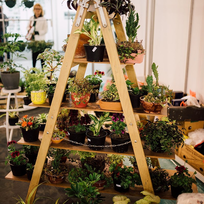 Plants