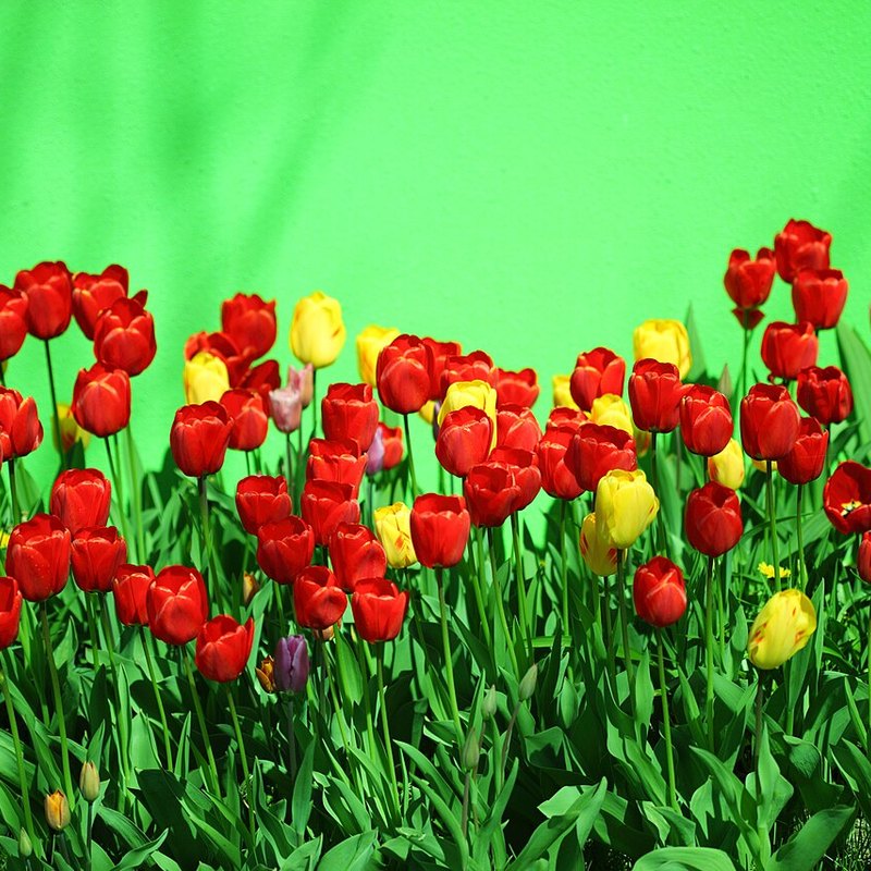 Colour Pop