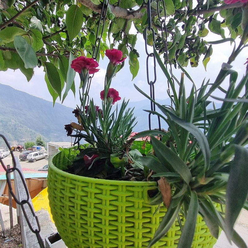 Flower Plants
