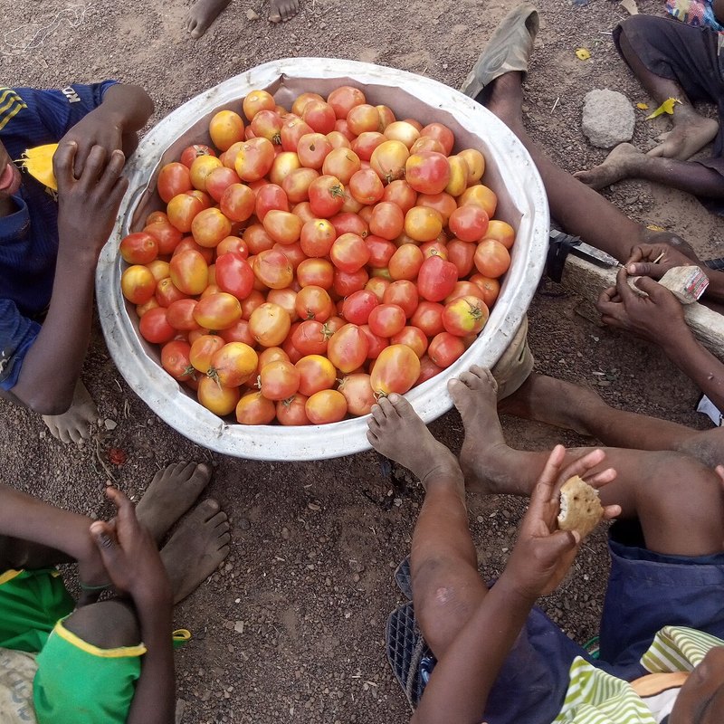 Fresh Tomatoes
