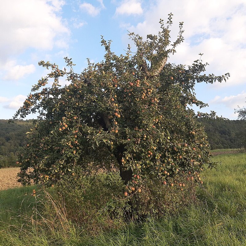 Organic Apples