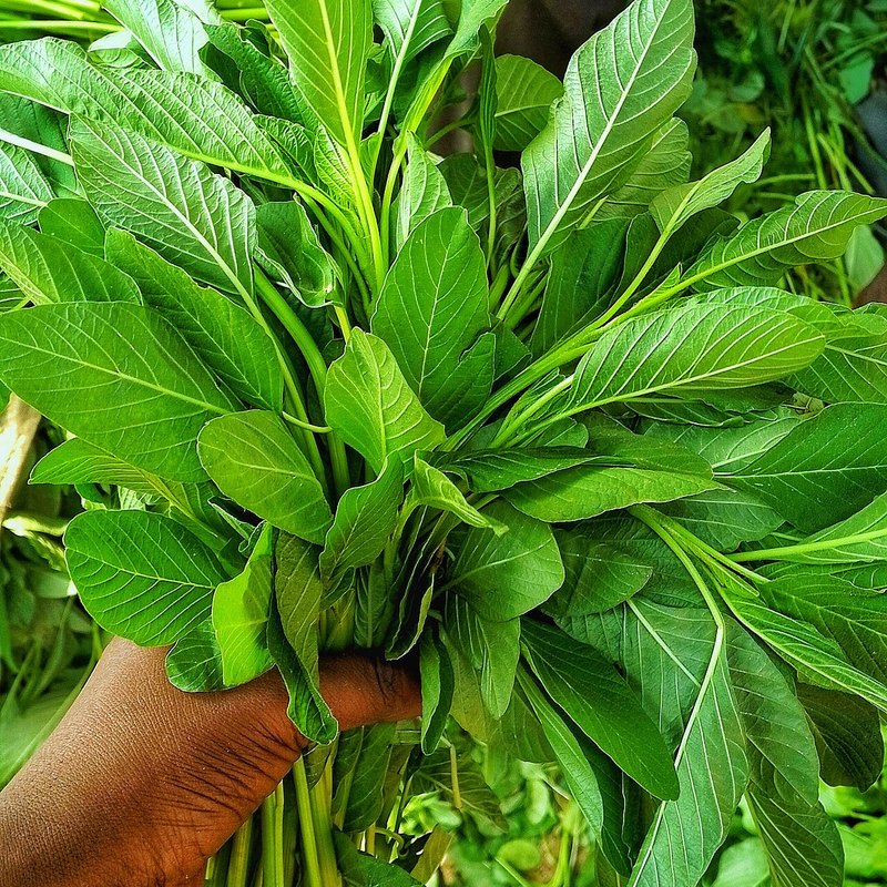 Fresh Spinach