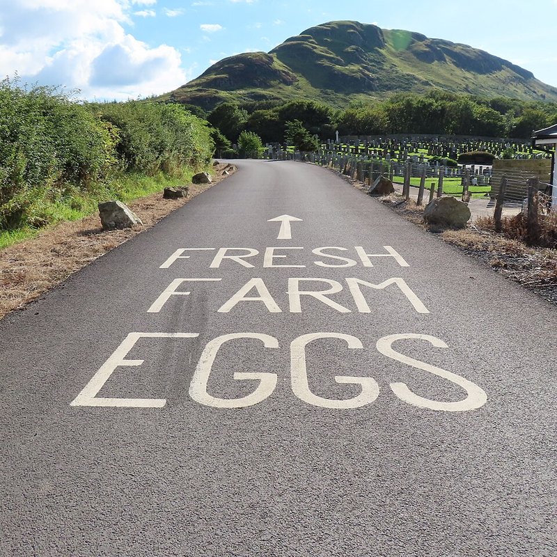 Farm Fresh Eggs
